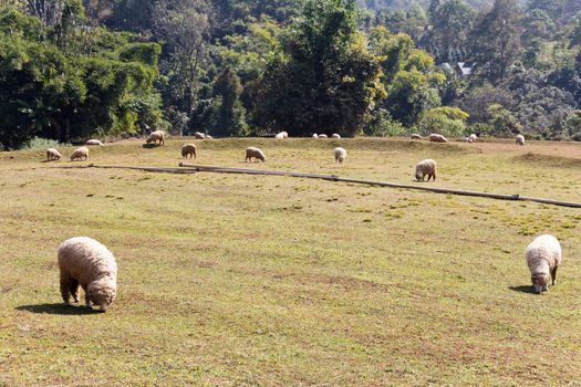 Sheep grazing in the farm