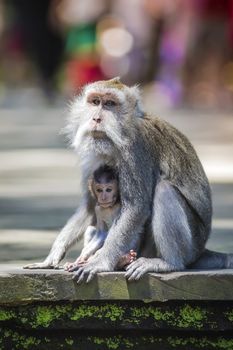 Long Tailed Macaque with her Infant , Sacred Monkey Forest, Ubud. Bali, Indonesia