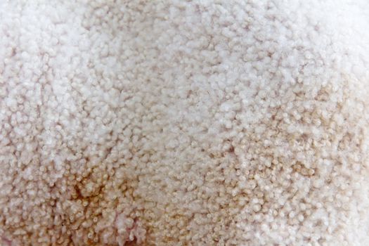 Lambswool background texture
