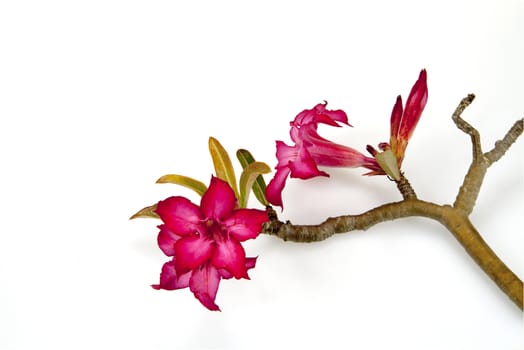 Closeup of Pink Bigononia or Desert Rose (tropical flower) on white background