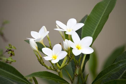 White frangipani flowers on blanch and blurry background