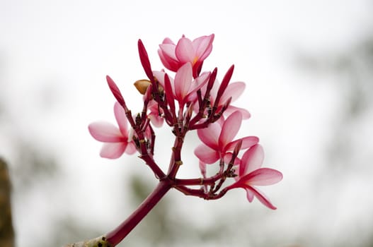 pink frangipani flowers on blanch and blurry background