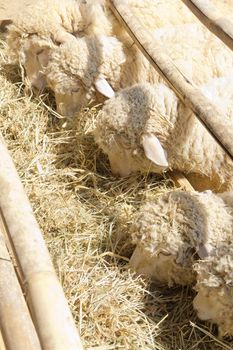 Sheep grazing in the farm