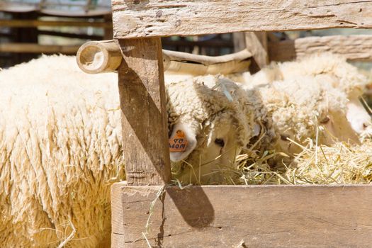 Sheep grazing in the farm