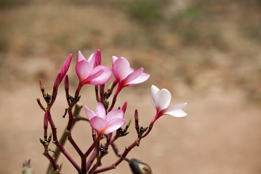 pink frangipani flowers Close up on nature background