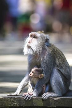 Long Tailed Macaque with her Infant , Sacred Monkey Forest, Ubud. Bali, Indonesia