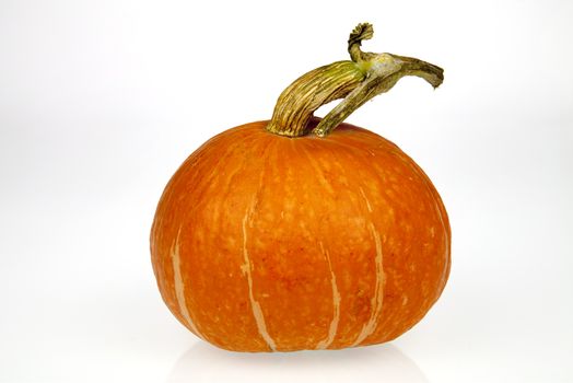 Studio shot of a nice ornamental pumpkin on pure white background