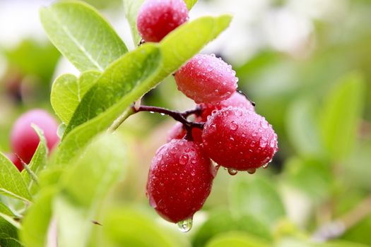 Karanda; Carunda; Christ's thorn fruit on tree after rain