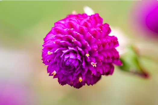 Globe Amaranth or Bachelor Button close up on green background,shot in nature