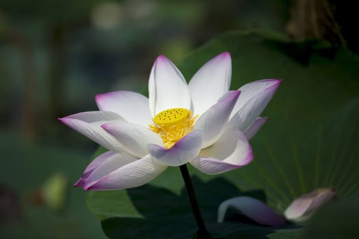 Lotus flower and Lotus flower plants in natural