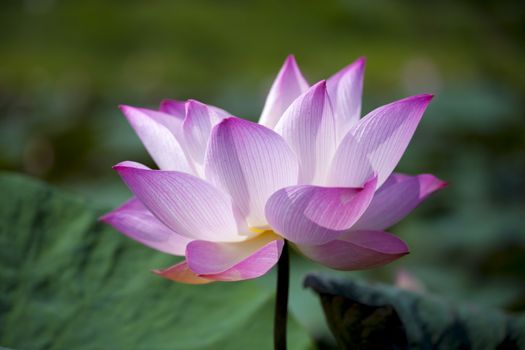 Lotus flower and Lotus flower plants in natural