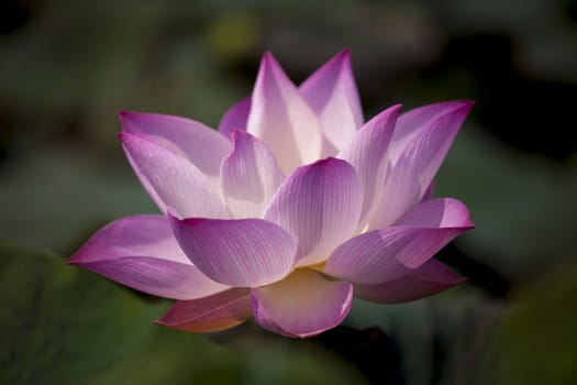 Lotus flower and Lotus flower plants in natural