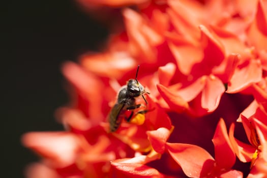 Bees were looking for nectar and pollen of flowers on Ixora