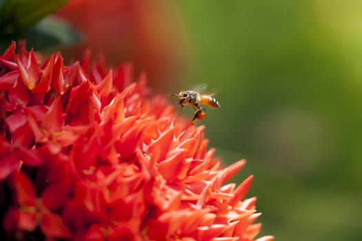 Bees were looking for nectar and pollen of flowers on Ixora