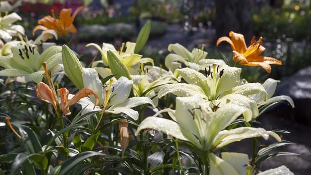 Flower garden, one of Thailand's exhibit graceful lily garden.