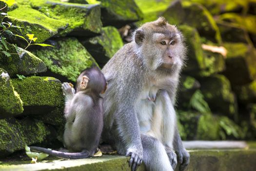 Long Tailed Macaque with her Infant , Sacred Monkey Forest, Ubud. Bali, Indonesia