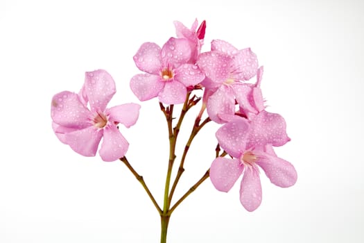 oleander pink flower isolated on white background