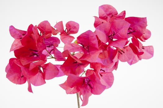 The bougainvillea pink flowers on white background