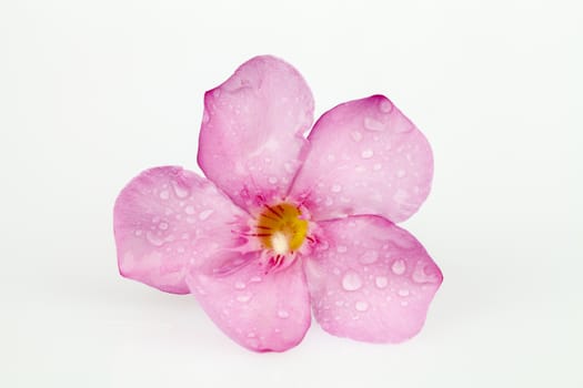 oleander pink flower isolated on white background