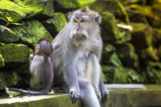 Long Tailed Macaque with her Infant , Sacred Monkey Forest, Ubud. Bali, Indonesia