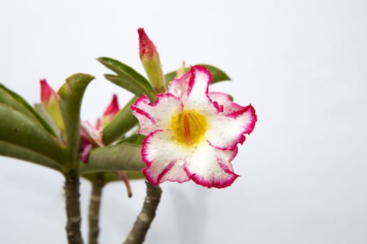 Impala lily or desert rose in the garden