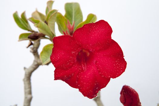 Impala lily or desert rose in the garden