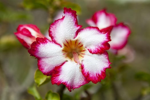 Impala lily or desert rose in the garden