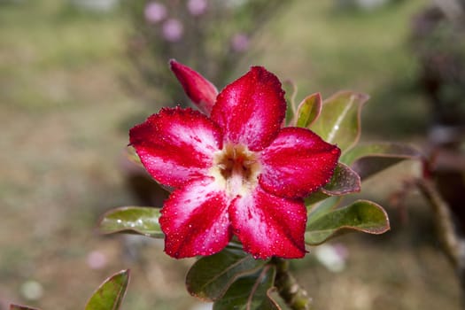 Impala lily or desert rose in the garden