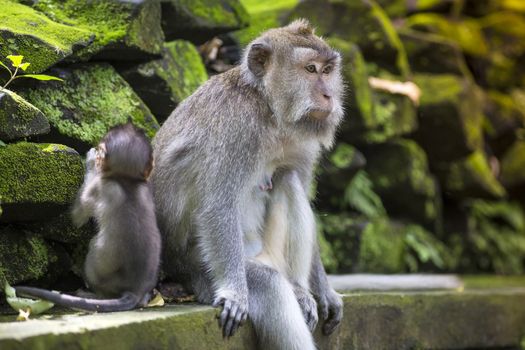 Long Tailed Macaque with her Infant , Sacred Monkey Forest, Ubud. Bali, Indonesia