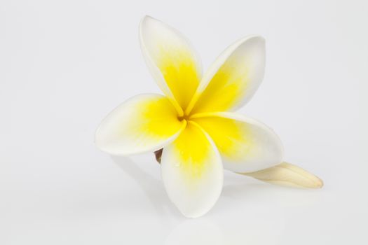 Frangipani (Plumeria)  flower frame - isolated on white background