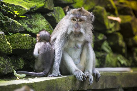 Long Tailed Macaque with her Infant , Sacred Monkey Forest, Ubud. Bali, Indonesia