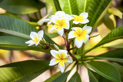 white and yellow frangipani flowers with leaves in background