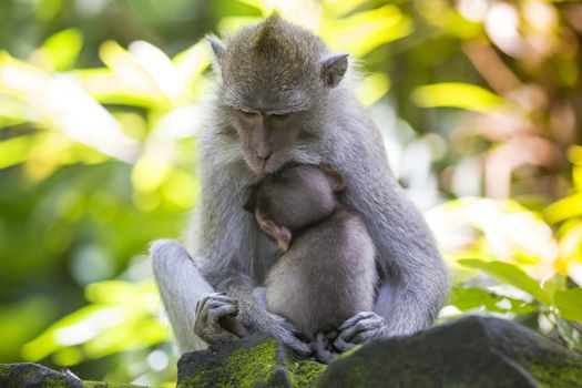 Long Tailed Macaque with her Infant , Sacred Monkey Forest, Ubud. Bali, Indonesia