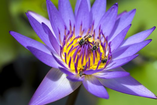 Lotus with bee are agriculture and nectar.