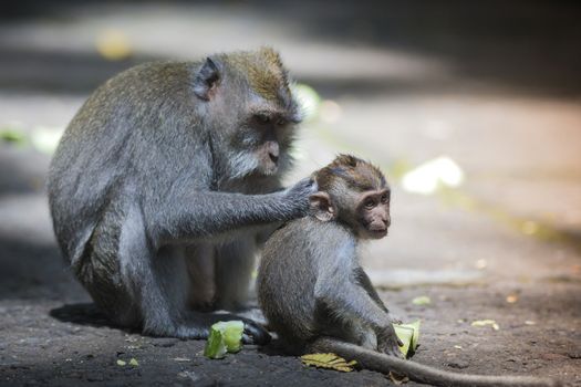 Long Tailed Macaque with her Infant , Sacred Monkey Forest, Ubud. Bali, Indonesia