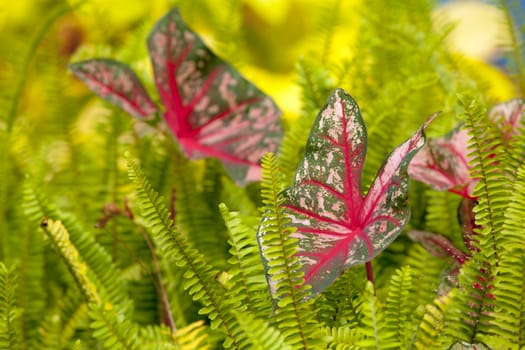 caladium in green Fern is Shot on nature