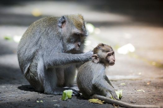 Long Tailed Macaque with her Infant , Sacred Monkey Forest, Ubud. Bali, Indonesia