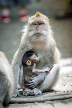 Long Tailed Macaque with her Infant , Sacred Monkey Forest, Ubud. Bali, Indonesia