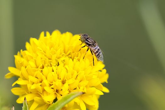 Close up Yellow marigold and fly on a natural background