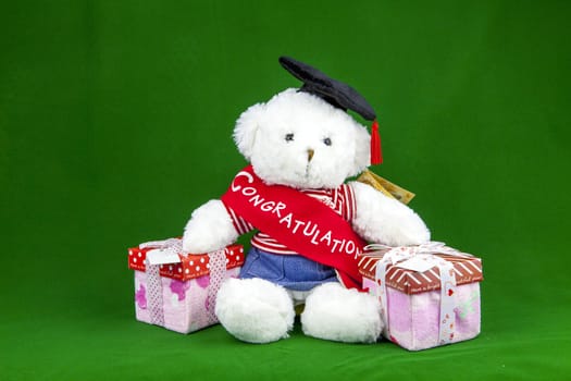 Congratulation Teddy Bear with two gift box on green background