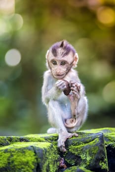 Little baby-monkey in monkey forest of Ubud, Bali, Indonesia