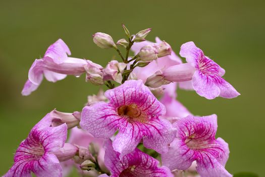 large flower cluster of Pandorea Ricasoliana (pink tecoma; pink trumpet vine
