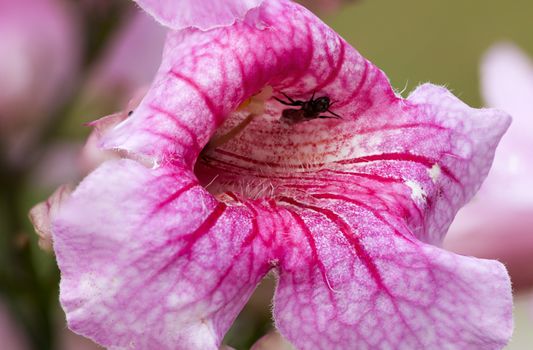 Pink Trumpet Vine with shallow DOF, The close up of thailand