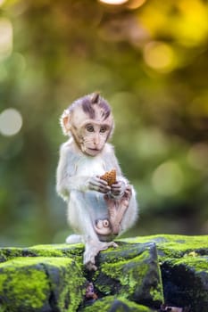 Little baby-monkey in monkey forest of Ubud, Bali, Indonesia