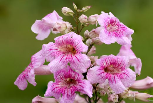 large flower cluster of Pandorea Ricasoliana (pink tecoma; pink trumpet vine