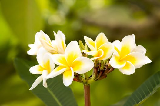 Beautiful white frangipani flowers on  the tree