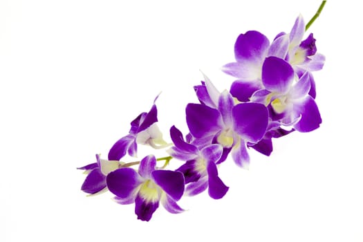 Very rare purple orchid isolated on white background. Closeup.