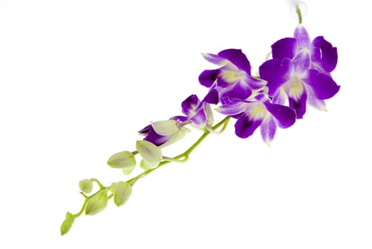 violet orchid branch isolated on white background