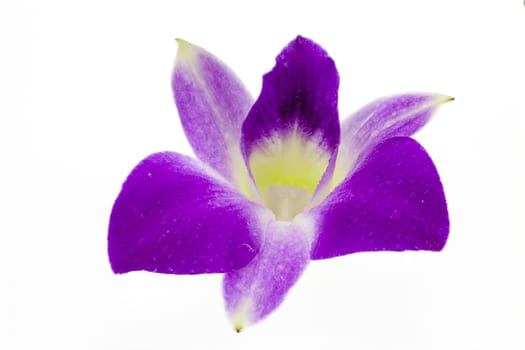 Very rare purple orchid isolated on white background. Closeup.