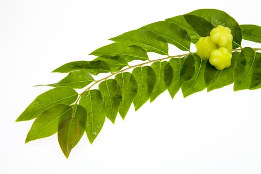 Star gooseberry and leaves on white background.